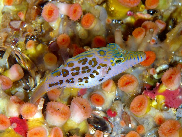 大好きな魚のひとつ
