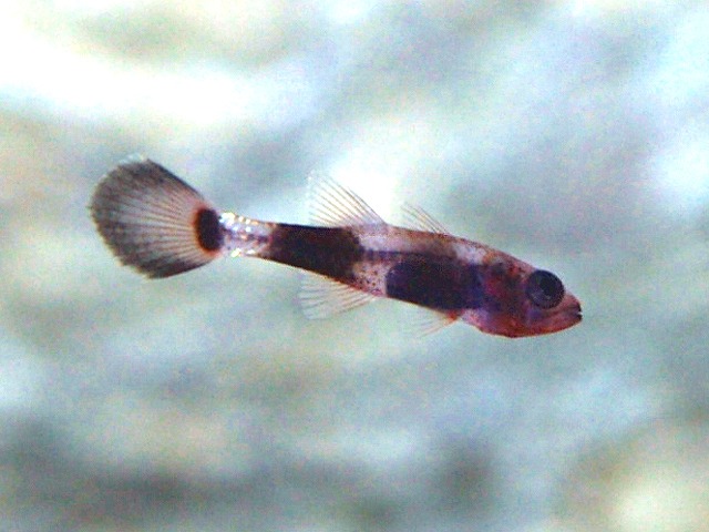 幼魚は初めて撮りました。