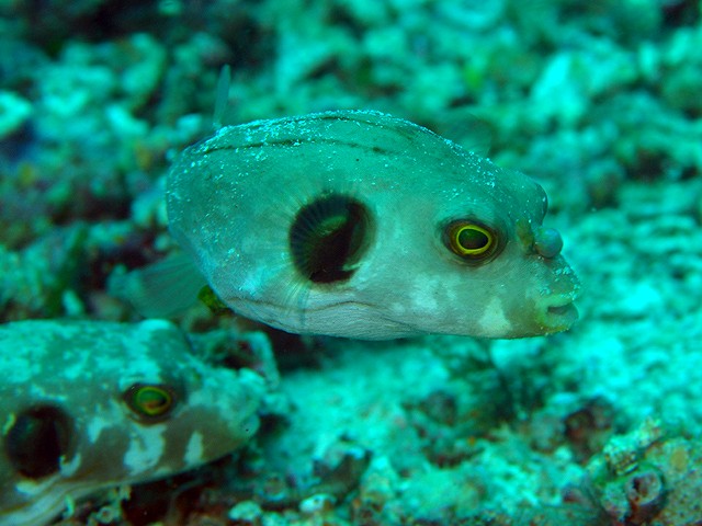 鼻先のボンボンはなんだろ?