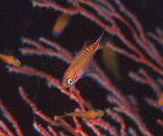 アカボシハナゴイの幼魚